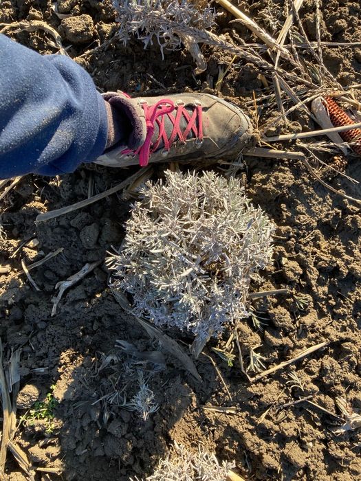 Vând butasi lavanda Tufe mature