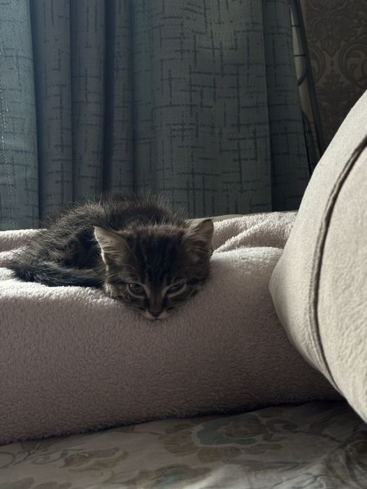 Отдам котят, в хорошие руки.