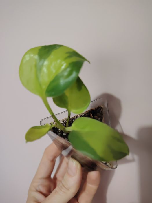 Эпипремнумы разных сортов