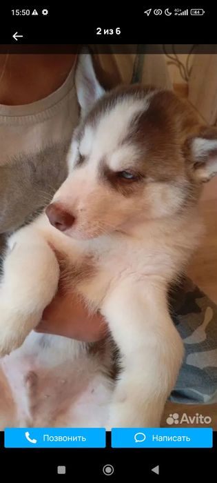 Tez Xaski haski bolalari sotuvda