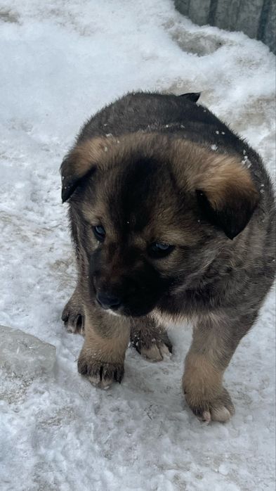 Собачка в Добрые руки!