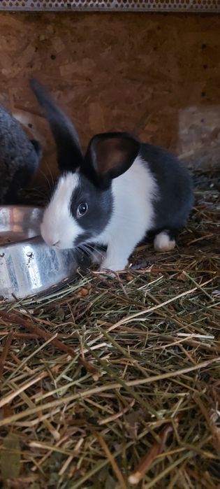 Iepuri hycole disponibili