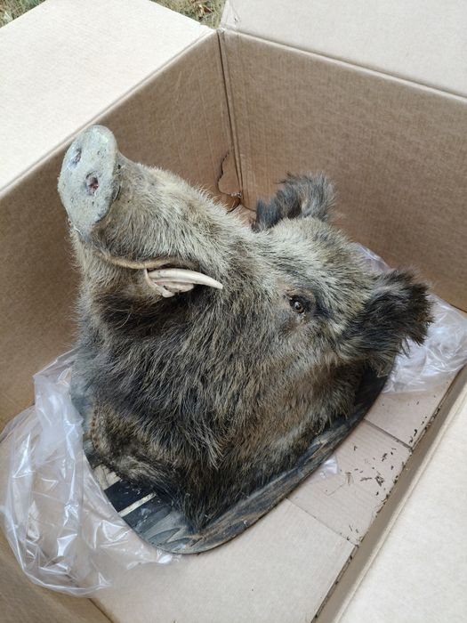 Trofeu porc mistreț