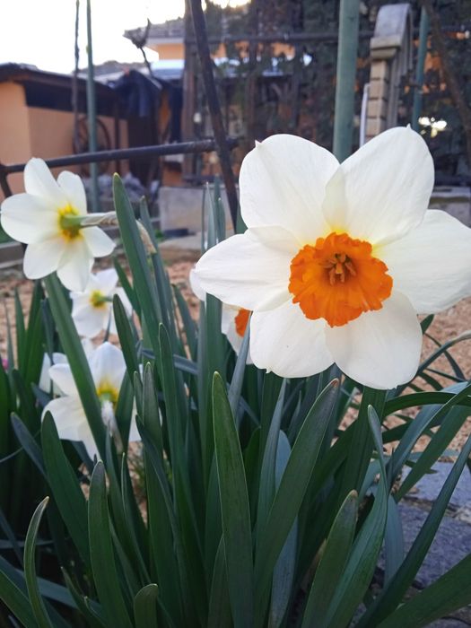 Кампанула гломерата, градински кактус,декоративни ягоди,ирис, луковици