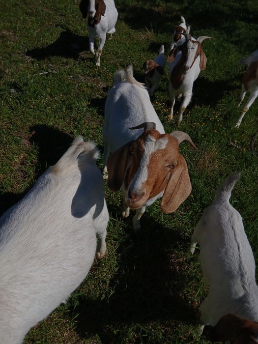 Vând capre și iezi din rasa boer
