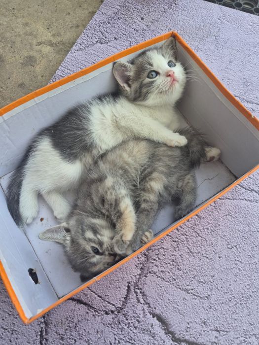 Отдам котят в добрые руки