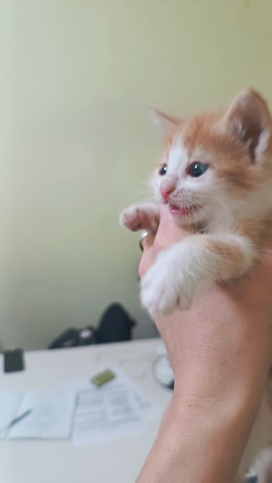 Срочно!!! Малышка в добрые руки
