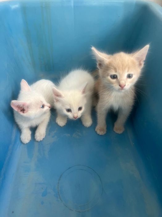 Отдадим котят в добрые руки