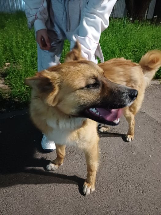 Ищем новых хозяев