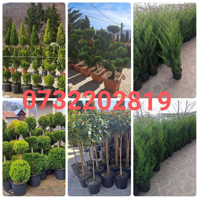 Vând tuia leylandi 1,6m 2,2m