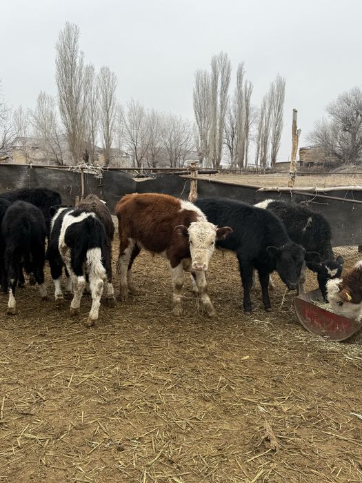 Бычки подсос бұқа бұзау