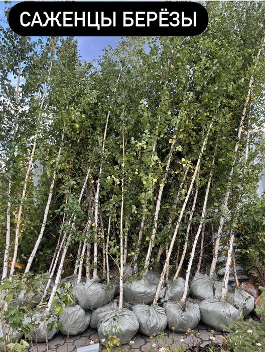 Липа ясень дуб