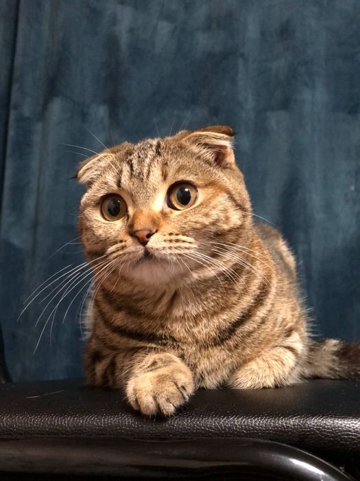 Скотиш фолд Тоза зот