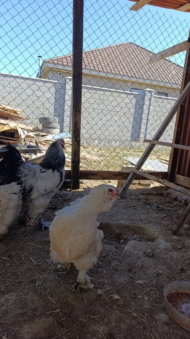 Инкубационное яйцо пароды Брамы