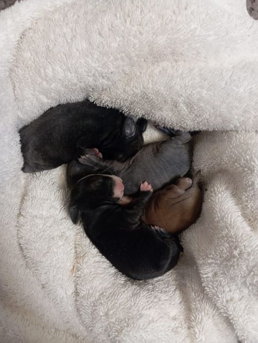 Продам декоративных кроликов .