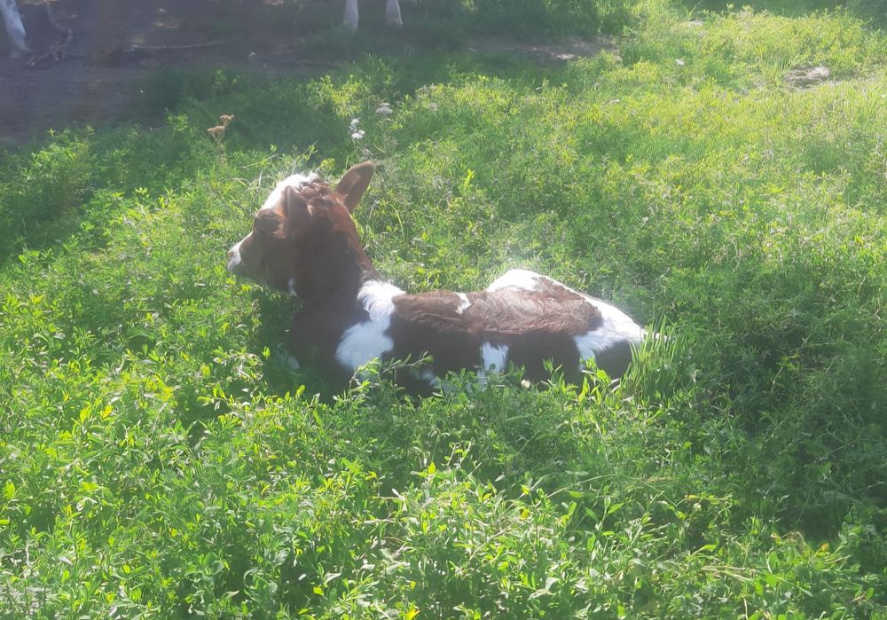 Junica/ Vaca baltata românească cu vitea
