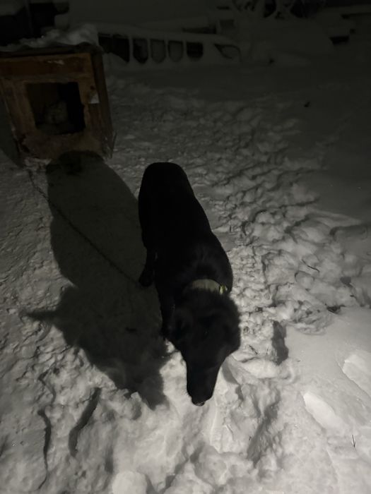 немецкая овчарка .