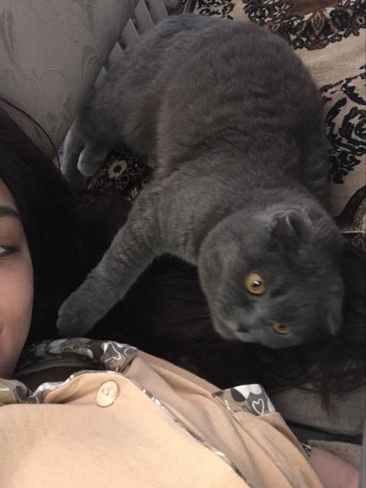 Отдам в добрые руки