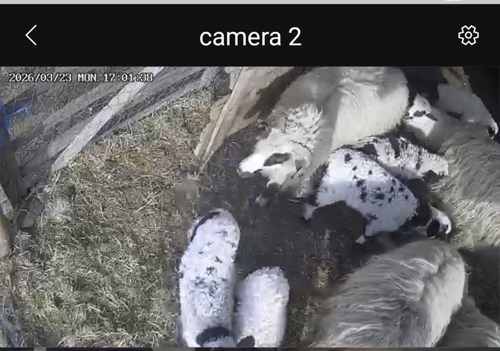 ( Oi ) Vand 6  miei in viu sau carcasa