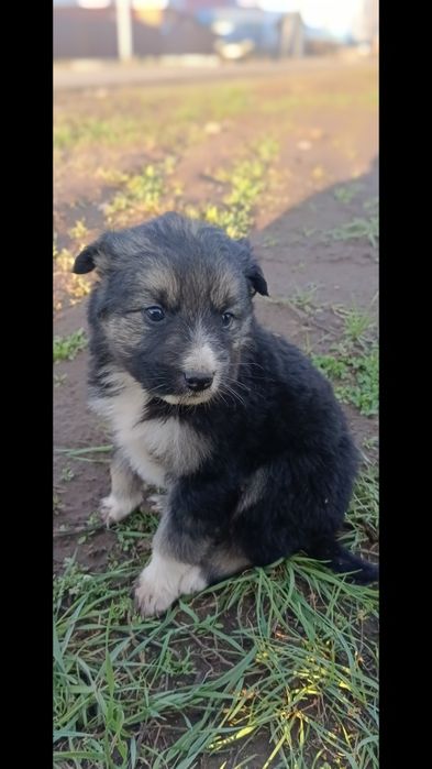 Щенки на полавину породистая