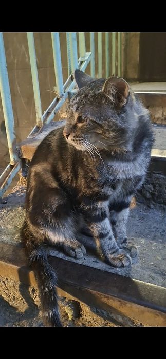 Котик мальчик ищет срочно дом!