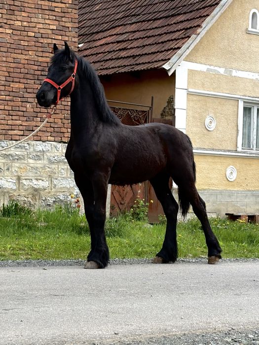 Mânji Frizian Barock