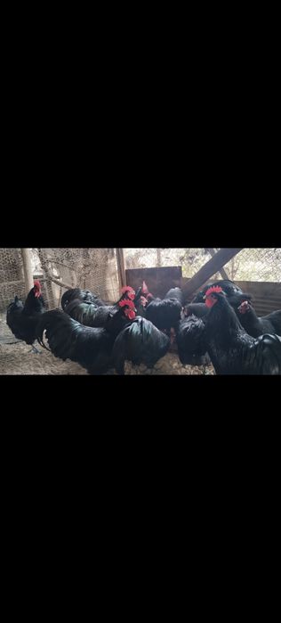 Cocosi Australorp negru