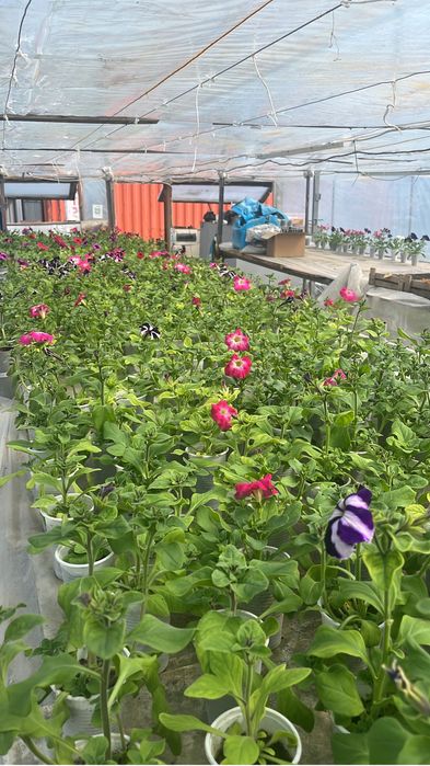 Каскадные петуньи