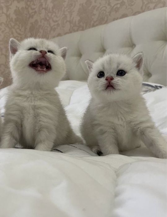 Вязка Британская шиншилла ns 11