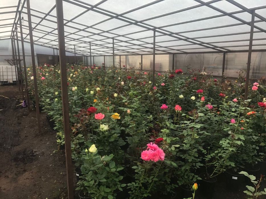 Producâtor de pomi fructiferi