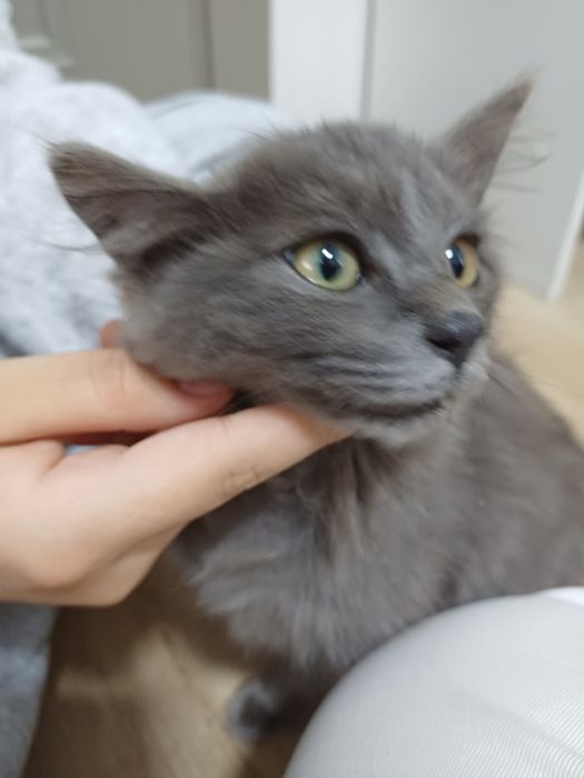 Котенок, мальчик. Отдам за 1000