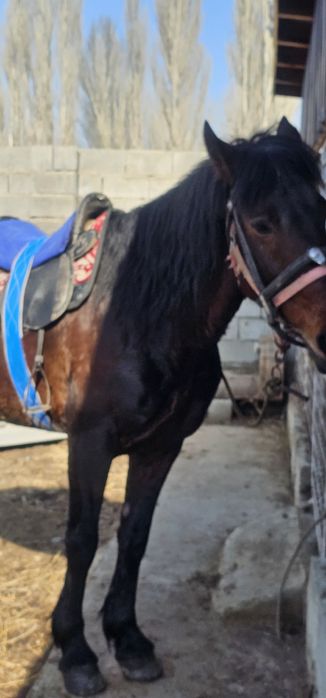 Жорға айғыр сатылады