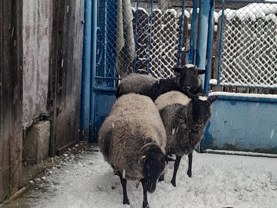 Vînd oi rasă Romanov