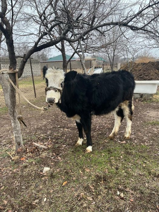 Бұзау сатылады 9 айлық