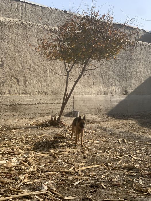 Nemeschkiy Apcharka sotiladi