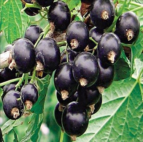 Черен касис издържа на ниски температури