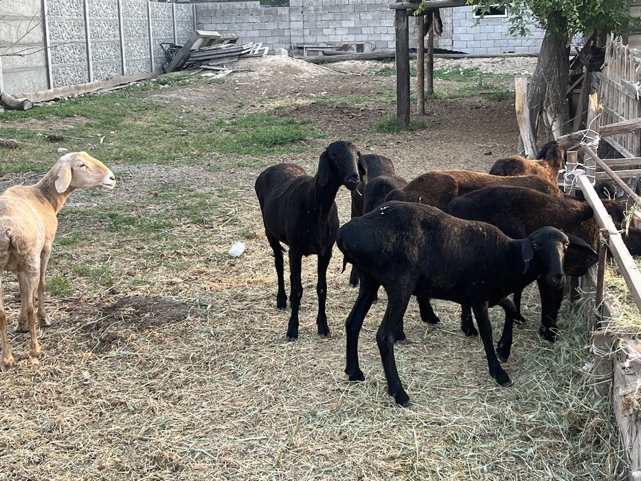 Пародистые, стоят на аткорме