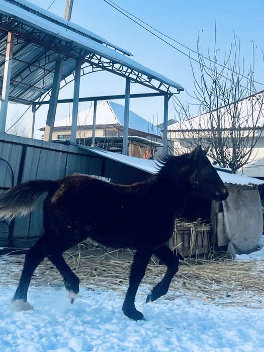 Тай байланган сатылады