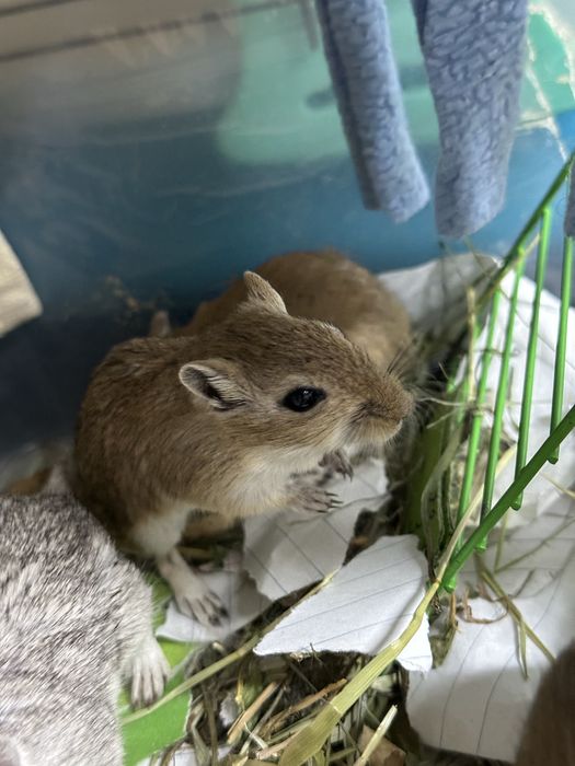 Детки песчанки 2мес