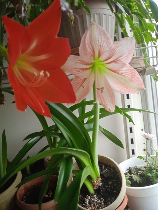 Гиппеаструм- чудо