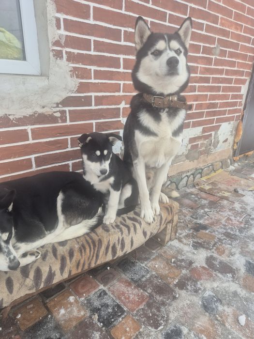 Хаски щенки осталась одна девочка