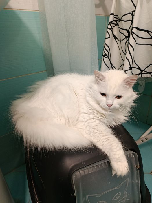 Подарявам женска котка
