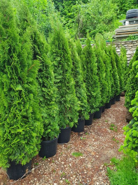 Tuia smarald/Leylandi