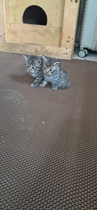 шотландские вислоухие