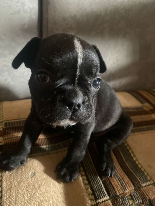 Французский бульдог