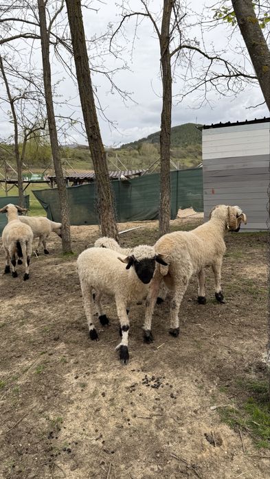 Чернобоса овца /Blacknose Sheep