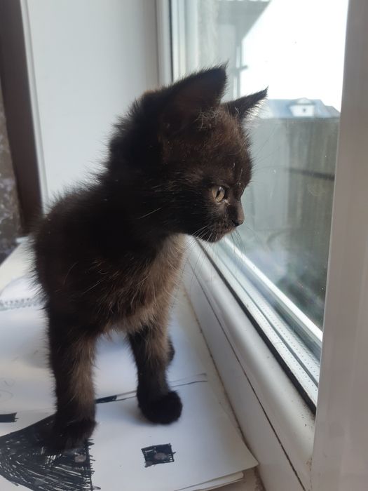 Отдам в добрые руки котёнка