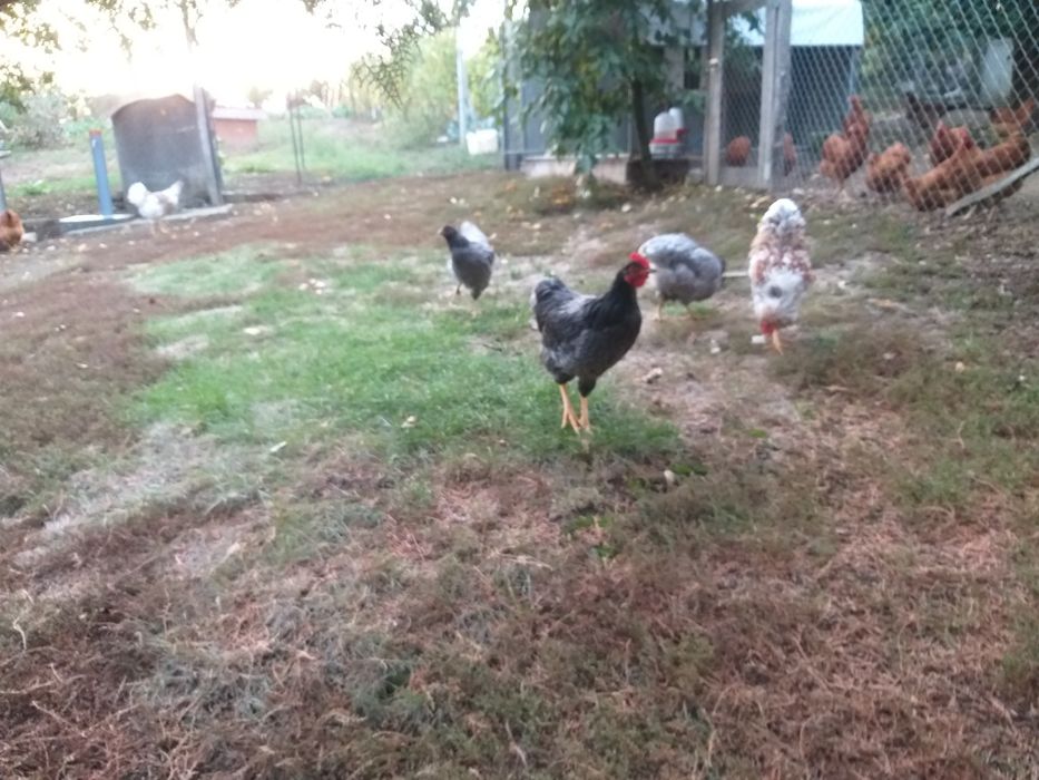 Puicuțe şi cocoşi de vănzare
