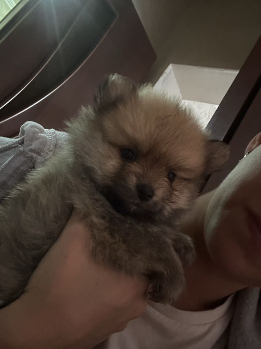 Померанский шпиц