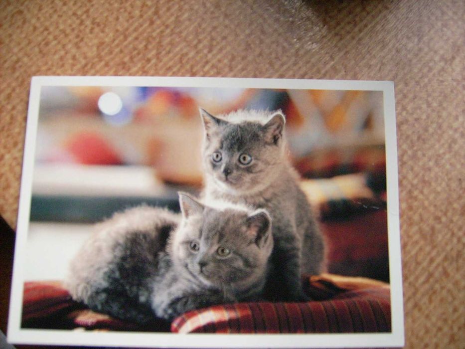 Три картички с котки